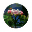 Fickspegel, 77mm